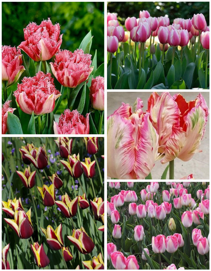 

Микс тюльпанов " Дуэт" 1 уп. ( 5 шт.)