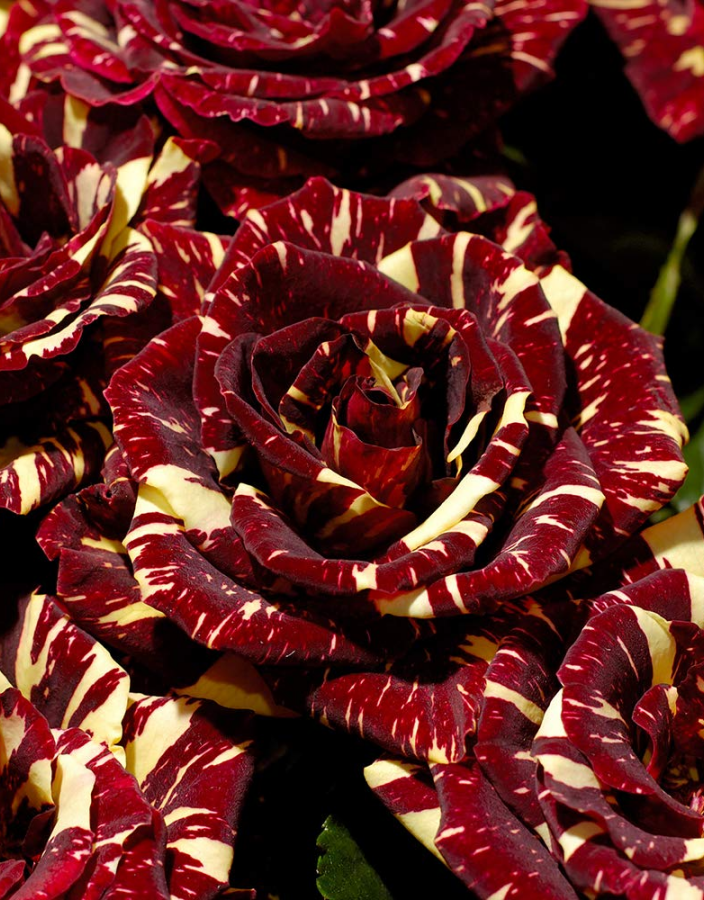 Роза чайно-гибридная Абракадабра 1 шт роза абракадабра кордес