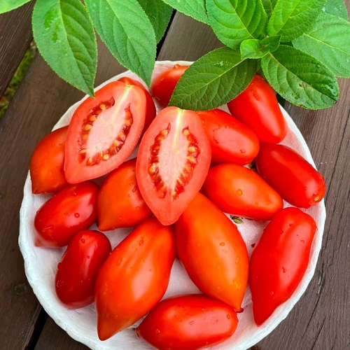 Томат Гречанка F1 (УД) 12 шт цв.п