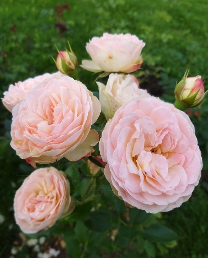 Роза флорибунда Пастелла 1 шт
