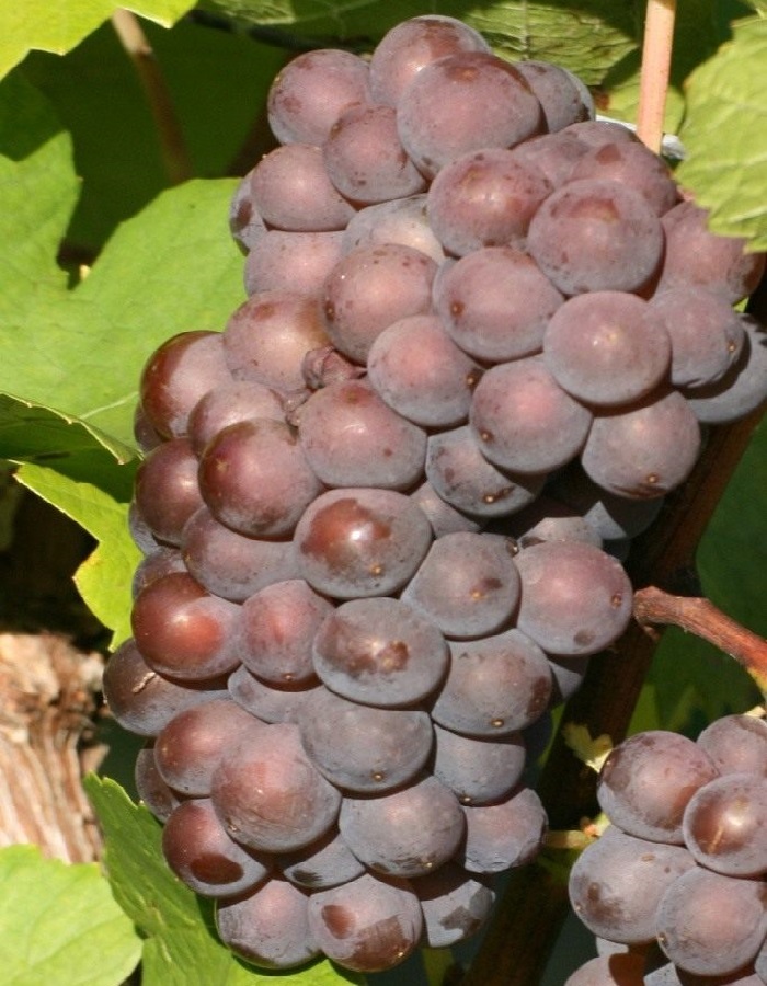 Виноград плодовый Пино Грин 1 шт