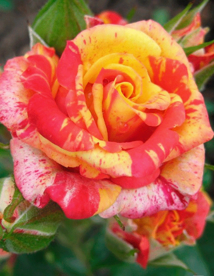 Роза чайно-гибридная Файер Крек 1 шт, Розы, Чайно-гибридные