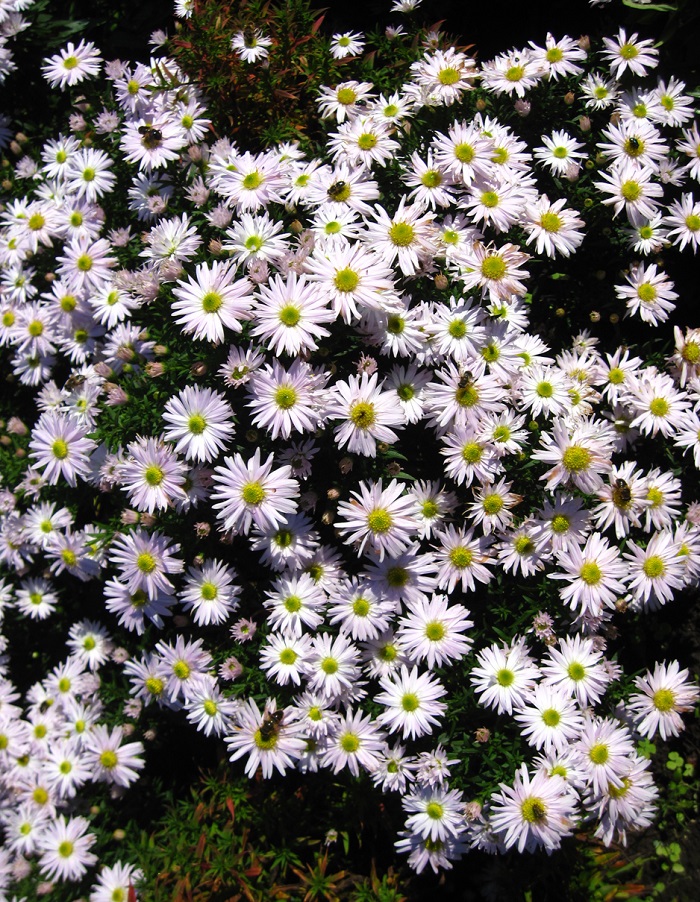 

Астра кустарниковая Вайс