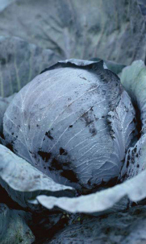 Капуста краснокочанная Колобок рубиновый (УД) 0,3 гр цв.п.