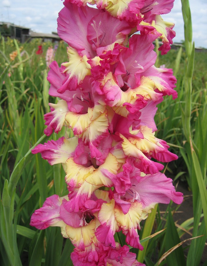 

Гладиолус Экстраверт