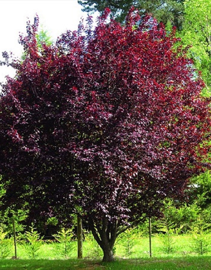 

Черемуха Красный шатер 1 шт Р9