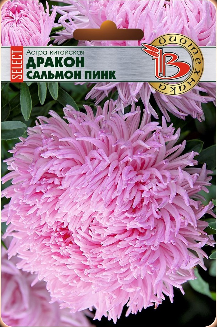 Астра Дракон селект Сальмон Пинк 30 шт 107₽