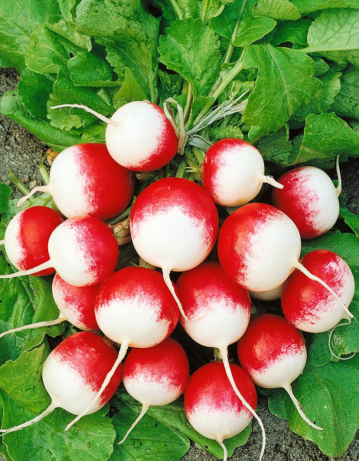 

Редис Магнат (Селекция "ВХ") 3 гр цв.п