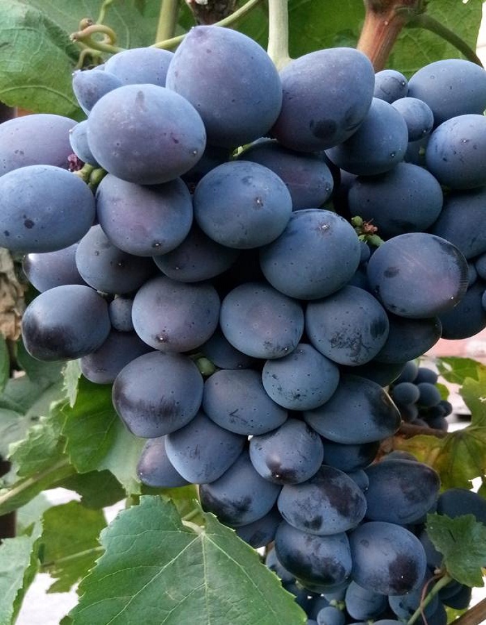 Виноград плодовый Гала 1 шт