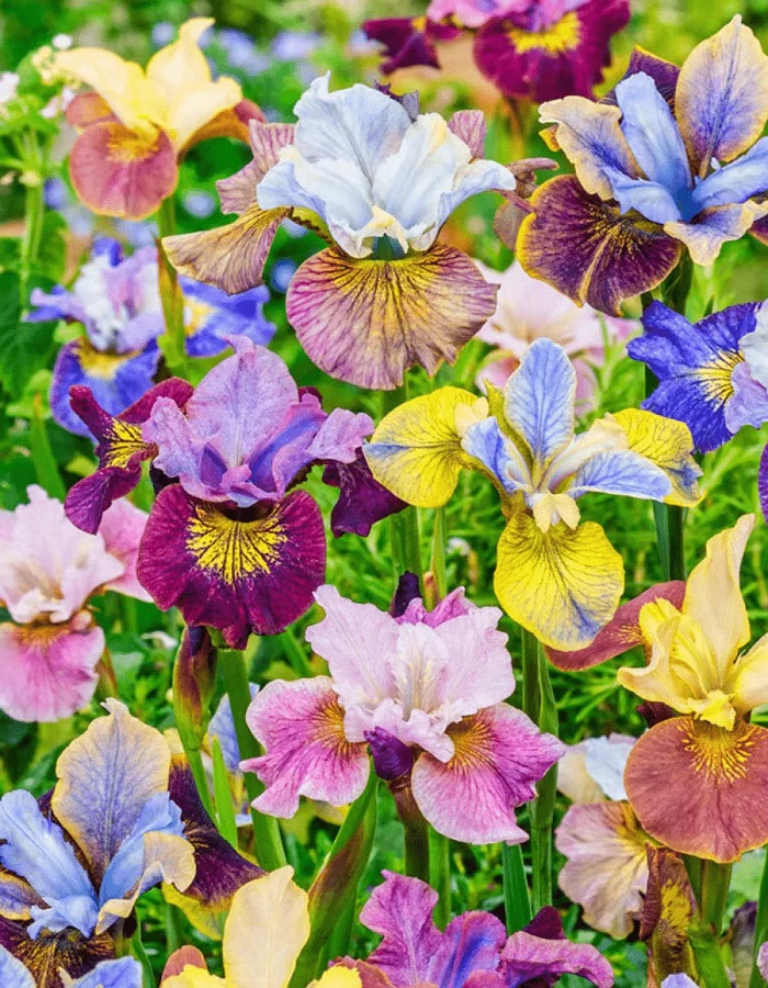 

Ирис в ассортименте