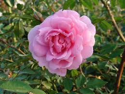 Роза парковая Джон Дэвис