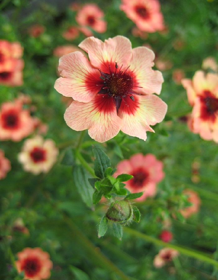 

Лапчатка непальская Огненное пламя (УД) 0,01 гр цв п