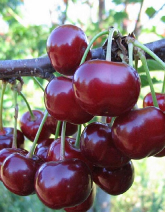 

Вишне-черешневый гибрид (ВЧГ) Превосходная Веньяминова