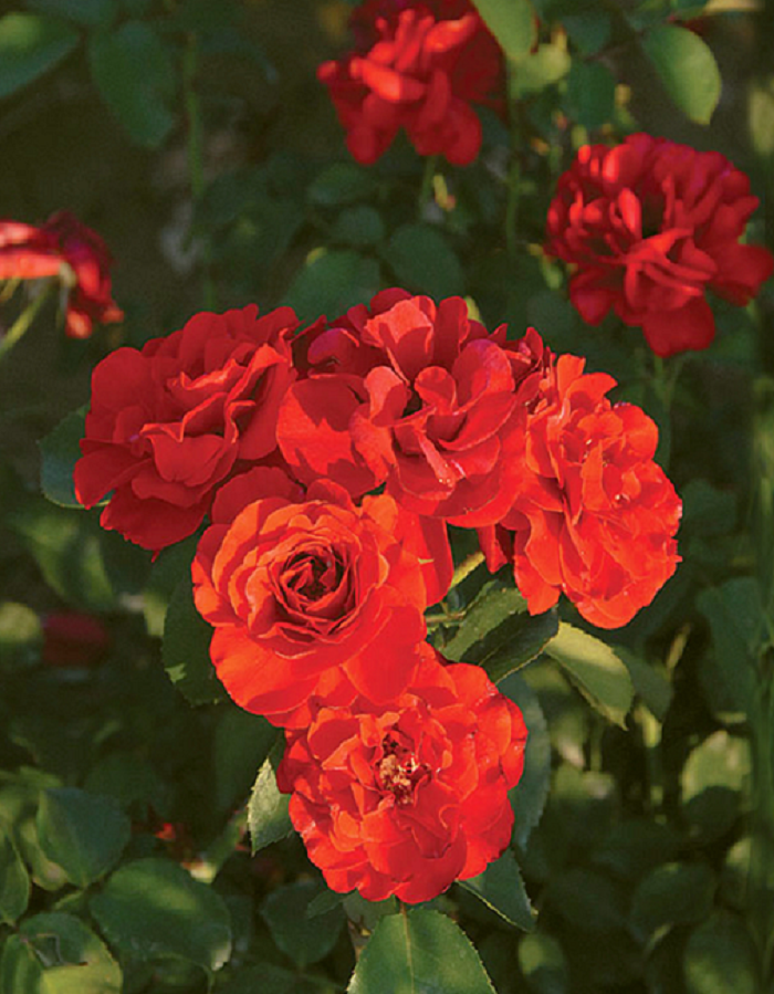 

Роза спрей Файер Кинг