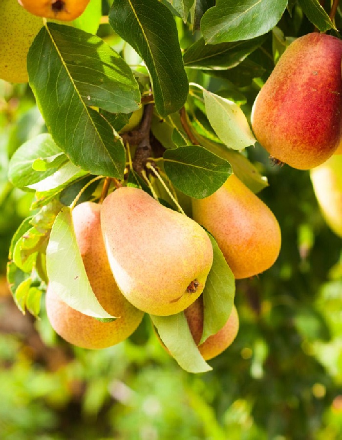 

Груша Велеса