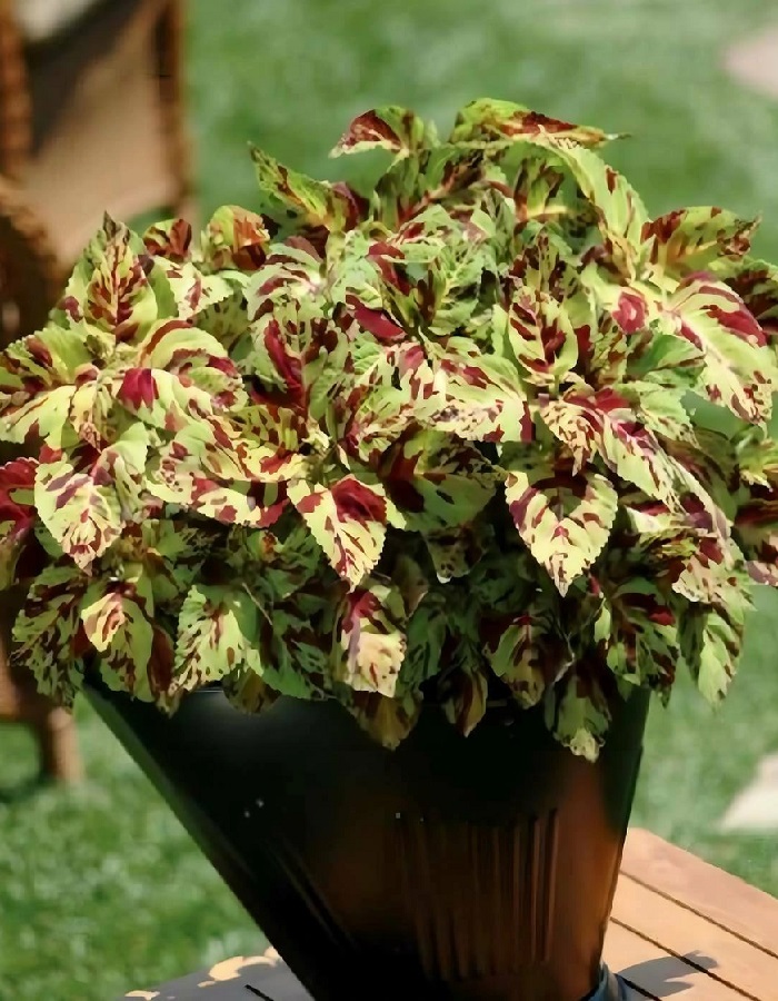 

Колеус блюме Мозаика (Аэлита) 5 шт цв п