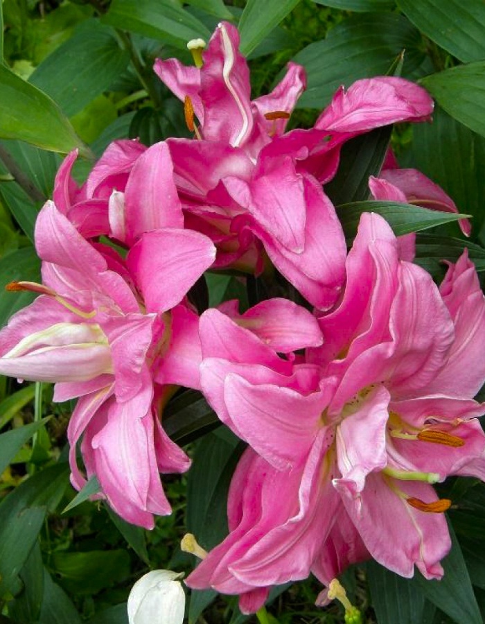 

Лилия Дабл Сюрпрайз 1 уп. (2 шт.)