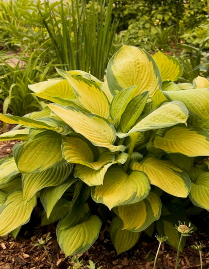 

Хоста Голд стандарт ASF