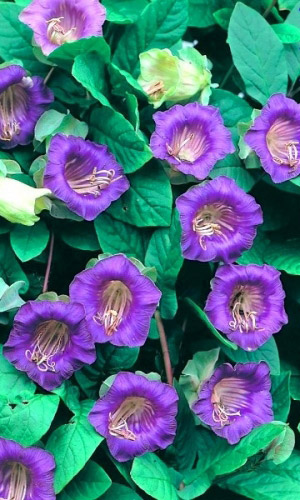 Кобея лазающая Сканденс (УД) 3 шт цв п