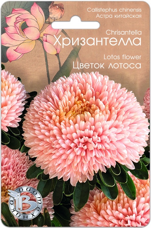 Астра Хризантелла Цветок Лотоса 30 шт астра хризантелла элвис семена цветы