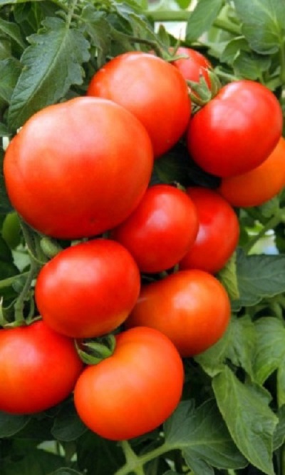 Томат Алтайский Шедевр (УД) 20 шт цв.п