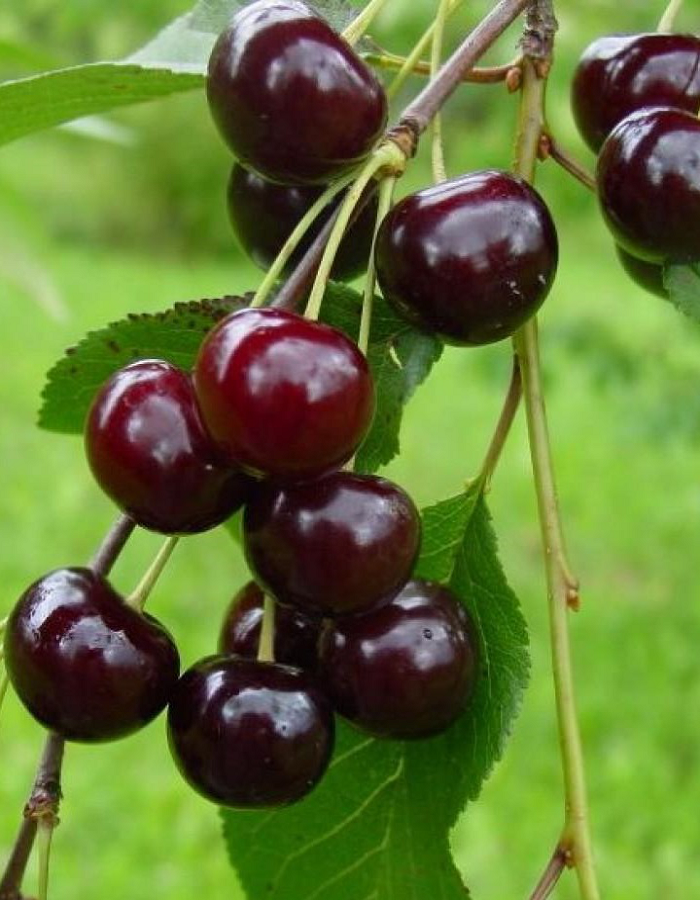 

Вишня Новелла