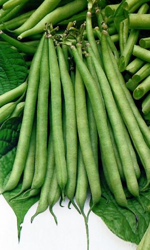 Фасоль Весеннее чудо - сахарная (УД) 10 шт цв.п.