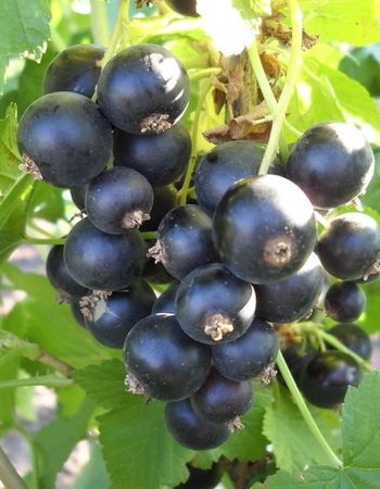 Смородина черная Пигмей