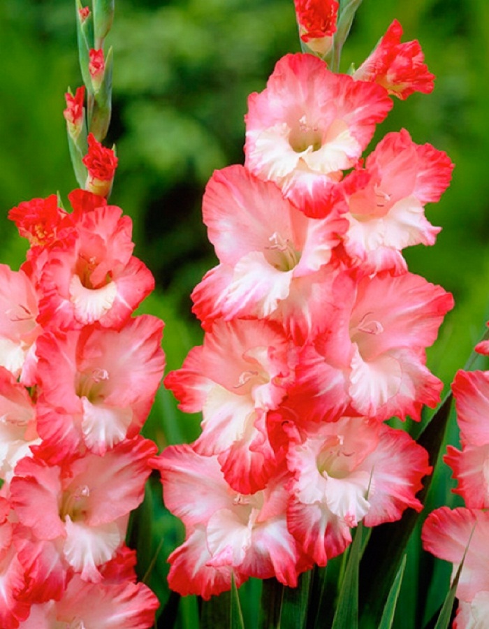 

Гладиолус Пинк Леди