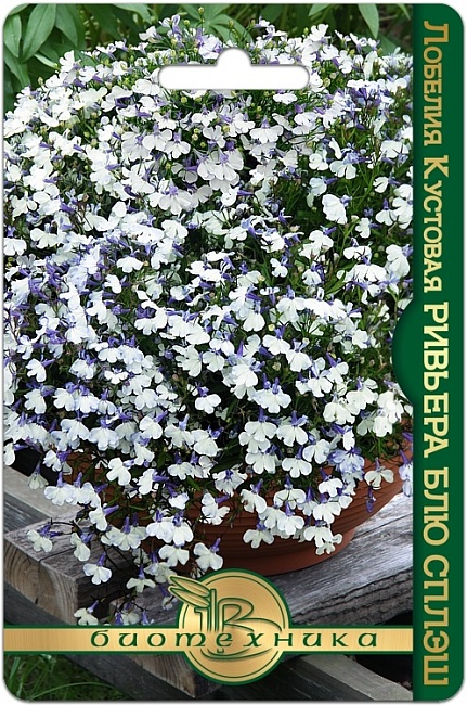 Лобелия кустовая Ривьера Блю Сплэш 10 шт