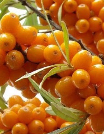 

Облепиха Эссель