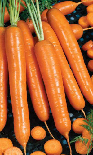 Морковь Нектар F1 (УД) 0,3 гр цв.п.