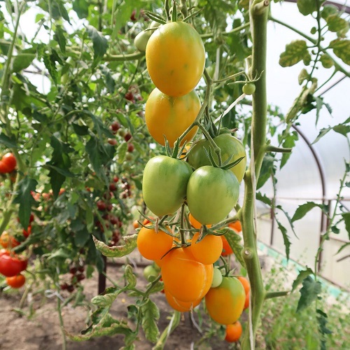 Томат Золотая долина (УД) 20 шт цв.п