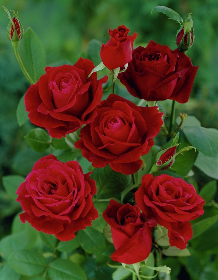 Роза чайно-гибридная Папа Мейян 1 шт роза чайно гибридная вальс де мейян 1 шт
