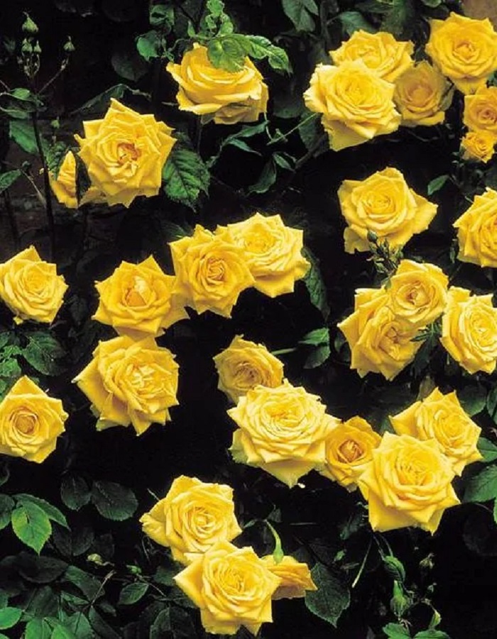 

Роза плетистая Санблест