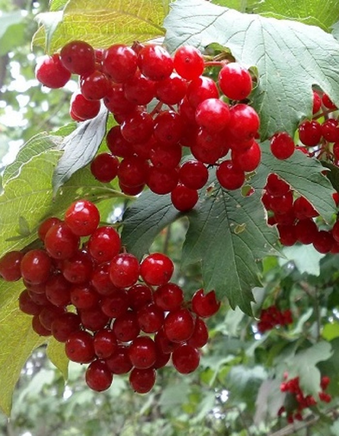 

Калина Таежные Рубины