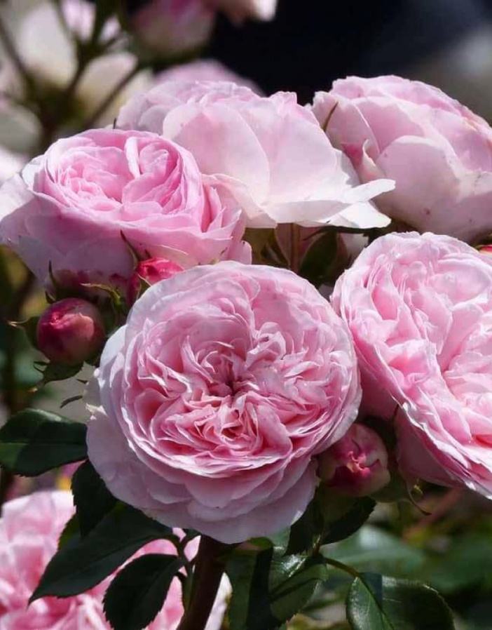 Роза флорибунда Мария Терезия 1 шт роза ламинуэт флорибунда