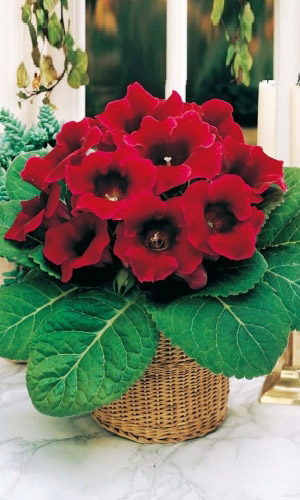 Глоксиния Императрица Винно-красная - гибридная F1 (УД) цв.п 5 шт