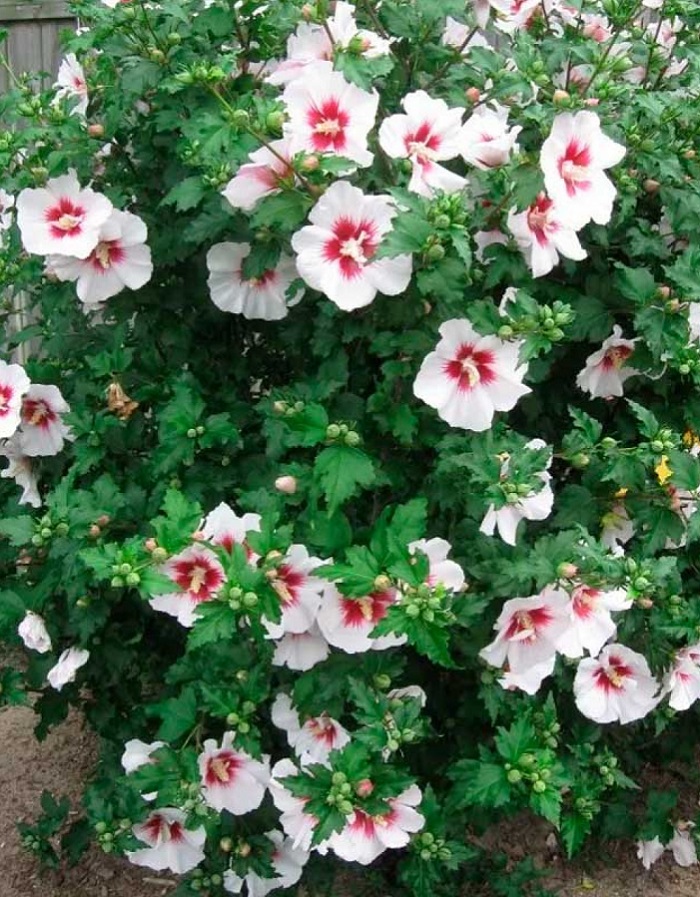 

Гибискус сирийский Матильда 1 шт Р9