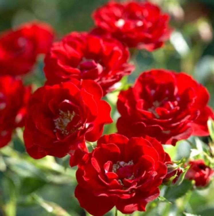 Роза кустовая Аделаида Худлес