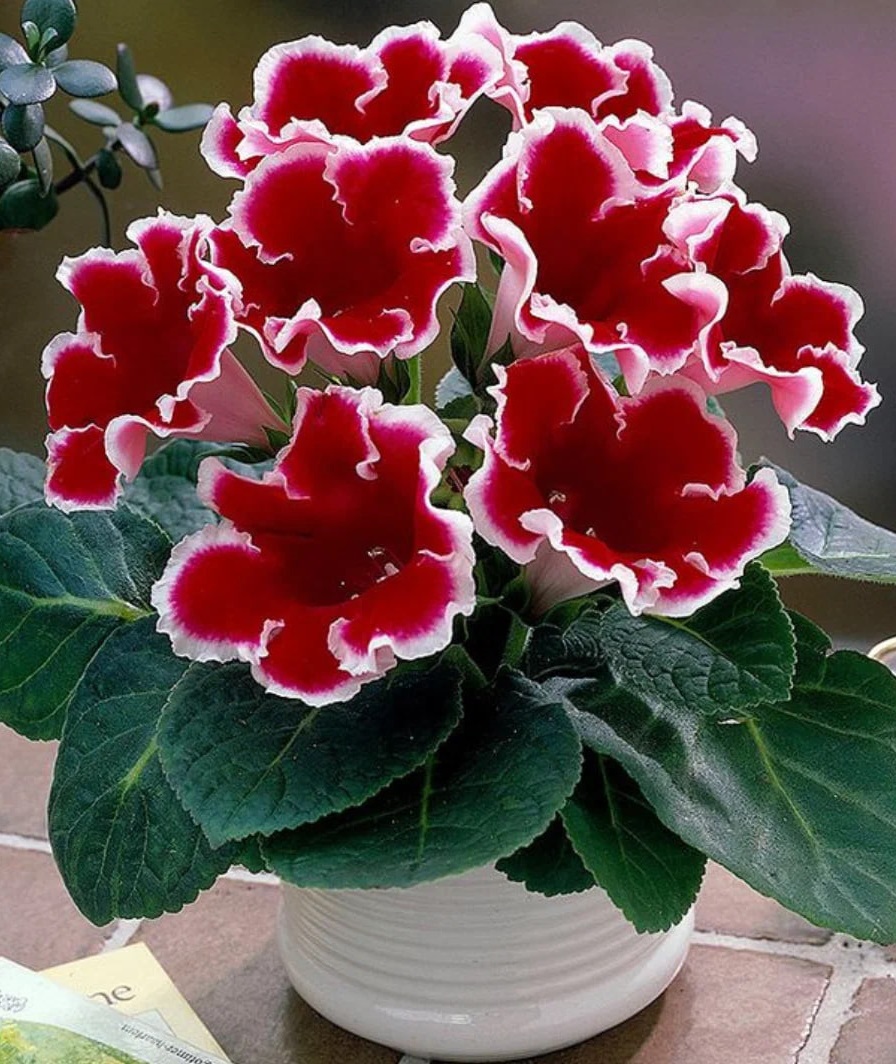 

Глоксиния Кайзер Фридрих 1 уп. (2 шт.)