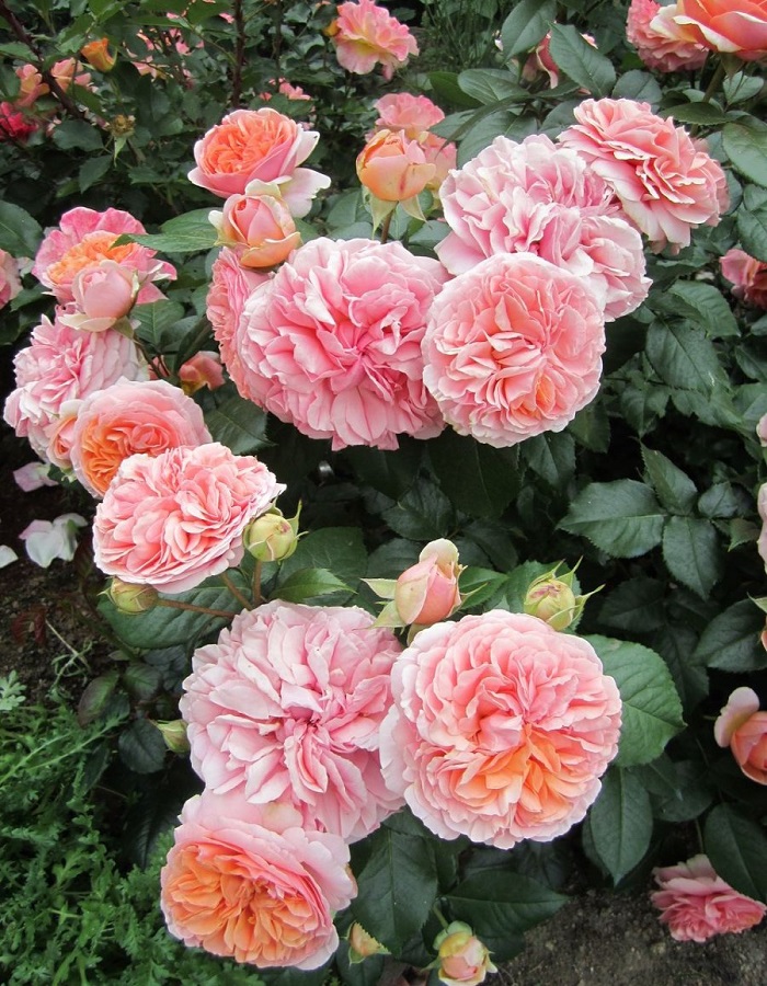 Роза кустарниковая Чиппендейл 1 шт роза велленшпиль кустарниковая топалович