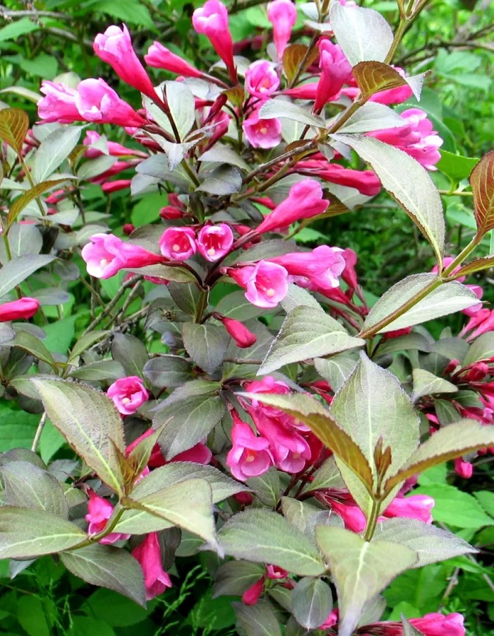 

Вейгела цветущая Виктория 1 шт Р9