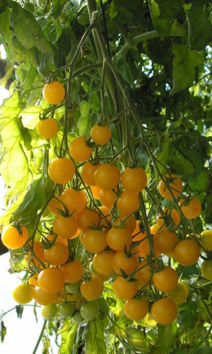 Томат Златовласка-черри (УД) 20 шт цв.п