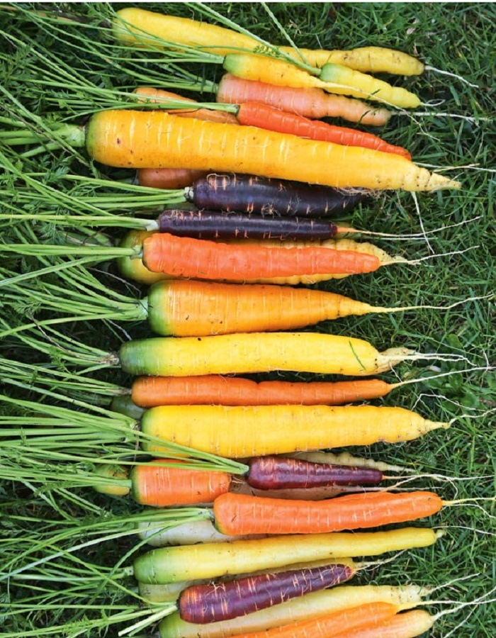 Морковь Детская грядка радуга 0,5 гр цв.п - Семена овощей, Морковь, арт: 2527