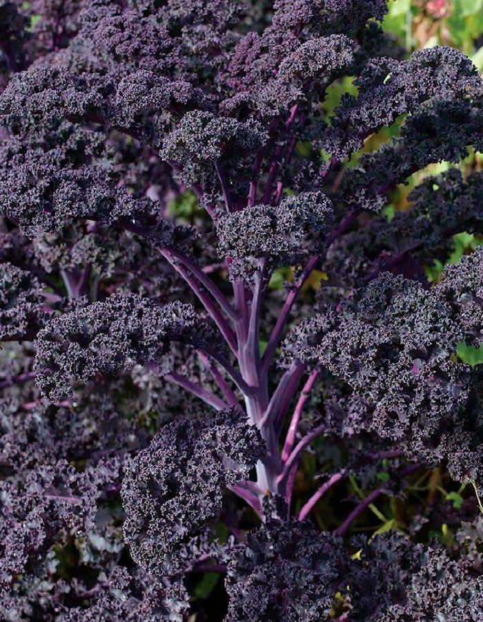 

Капуста декоративная Малиновка 0,2 гр цв.п