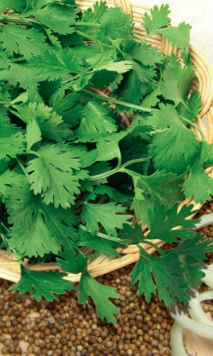 Кориандр (кинза) Авангард (УД) 2 гр. цв.п.