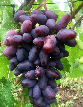 Виноград плодовый Байконур 1 шт