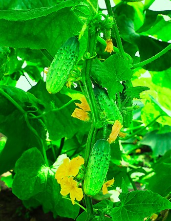 Огурец Петербургский экспресс F1 0,25гр цв.п.