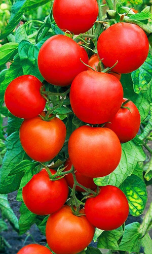 Томат Челябинский засол 0,1 гр цв.п семена томат челябинский засол серия банка 20 шт